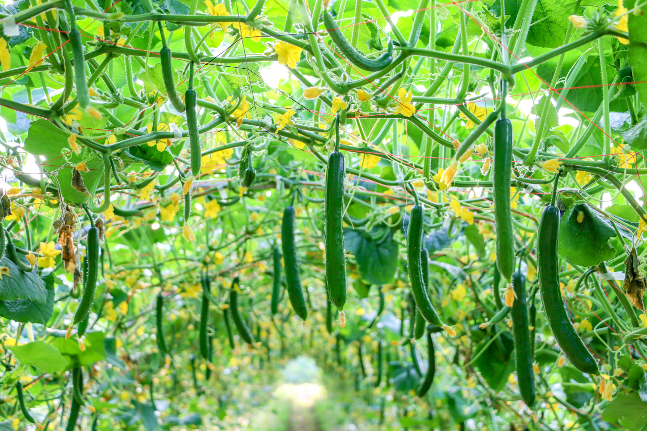 農あるくらしなら二本松!有機農業の先進地でもあります。