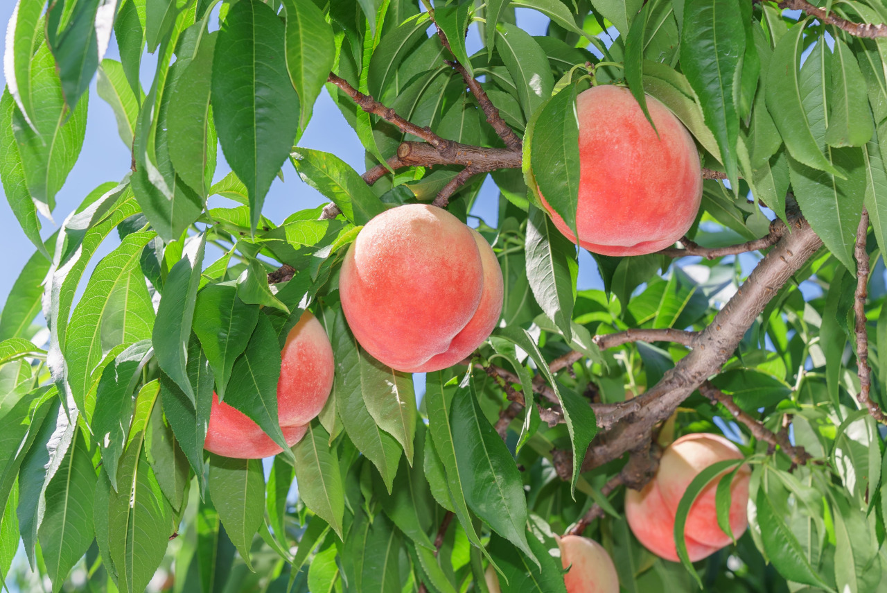 「移住して農業をしたい!」が叶います☆彡
