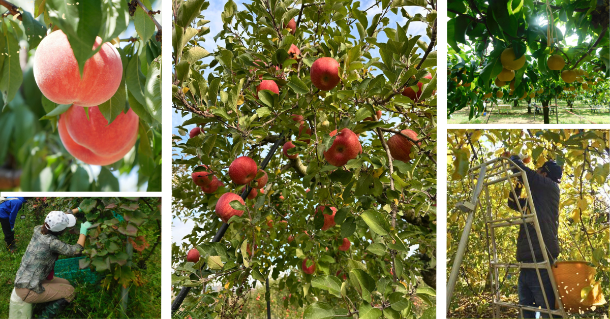 果樹農家で農作業体験してみませんか？