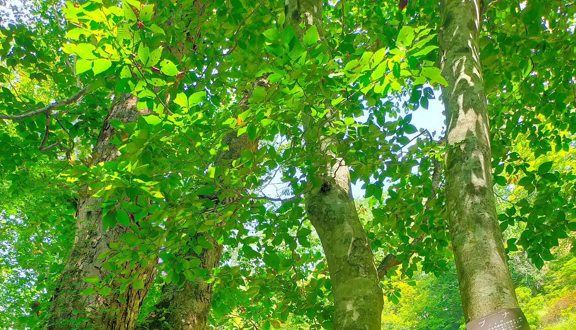 【参加者募集】只見町移住体験ツアーを開催します！