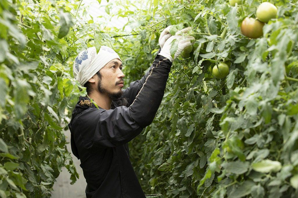収穫の最盛期を終えた南郷トマトの管理をする大さん
