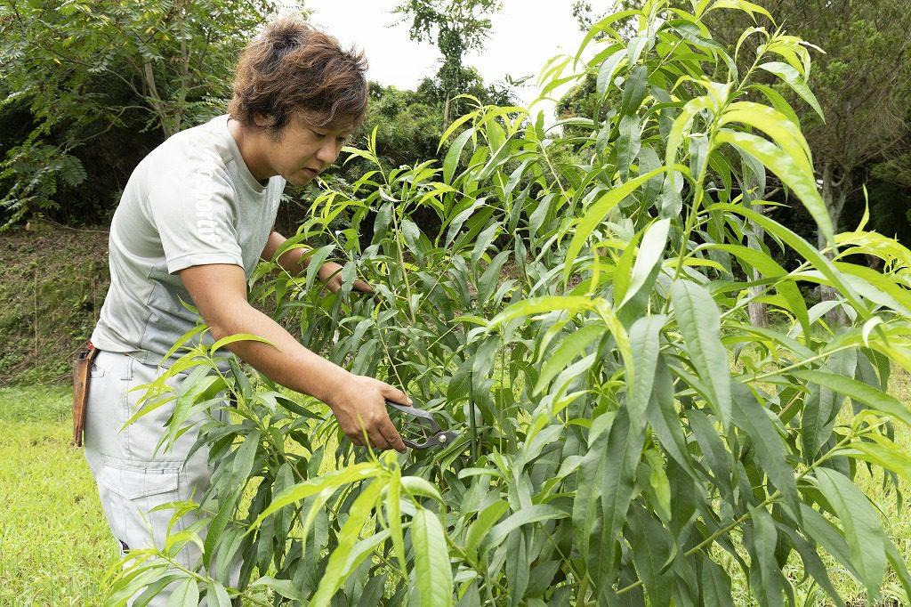 植えたばかり苗木を手入れする小山さん