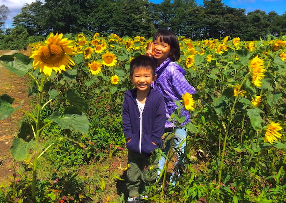 子どもたちも大好きな布引高原とひまわり畑