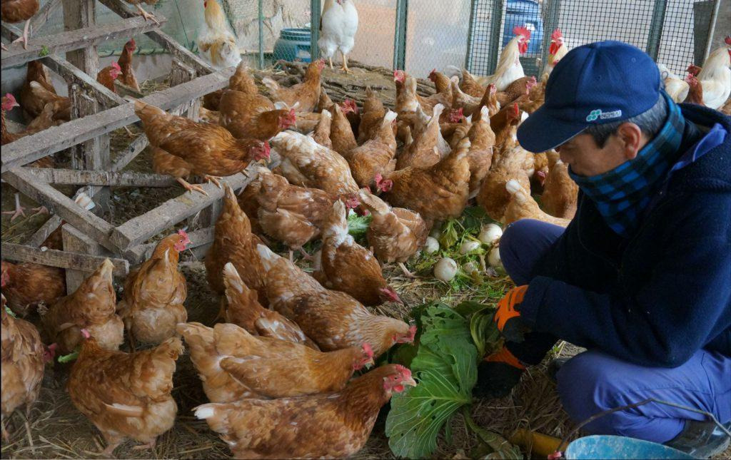 鶏に餌をあげる正典さん