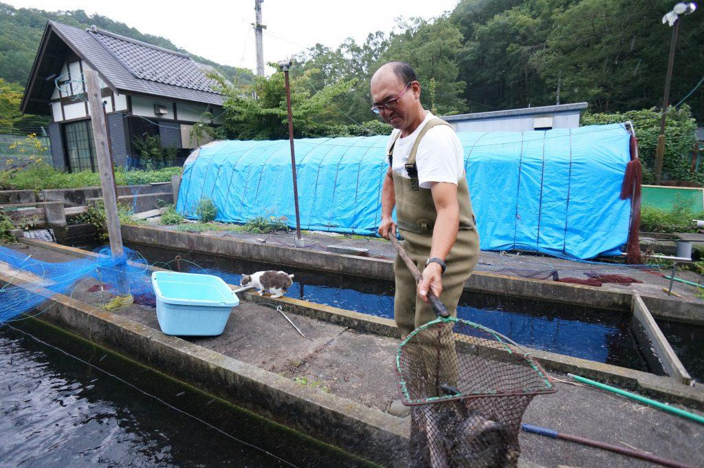 いわなの養殖池で作業をする関さん