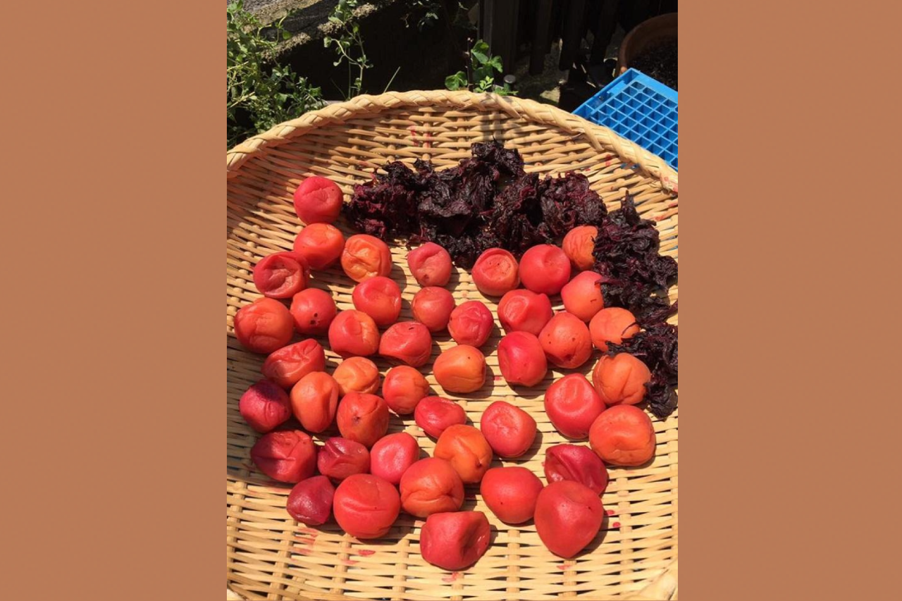 自ら仕込んだ梅干し