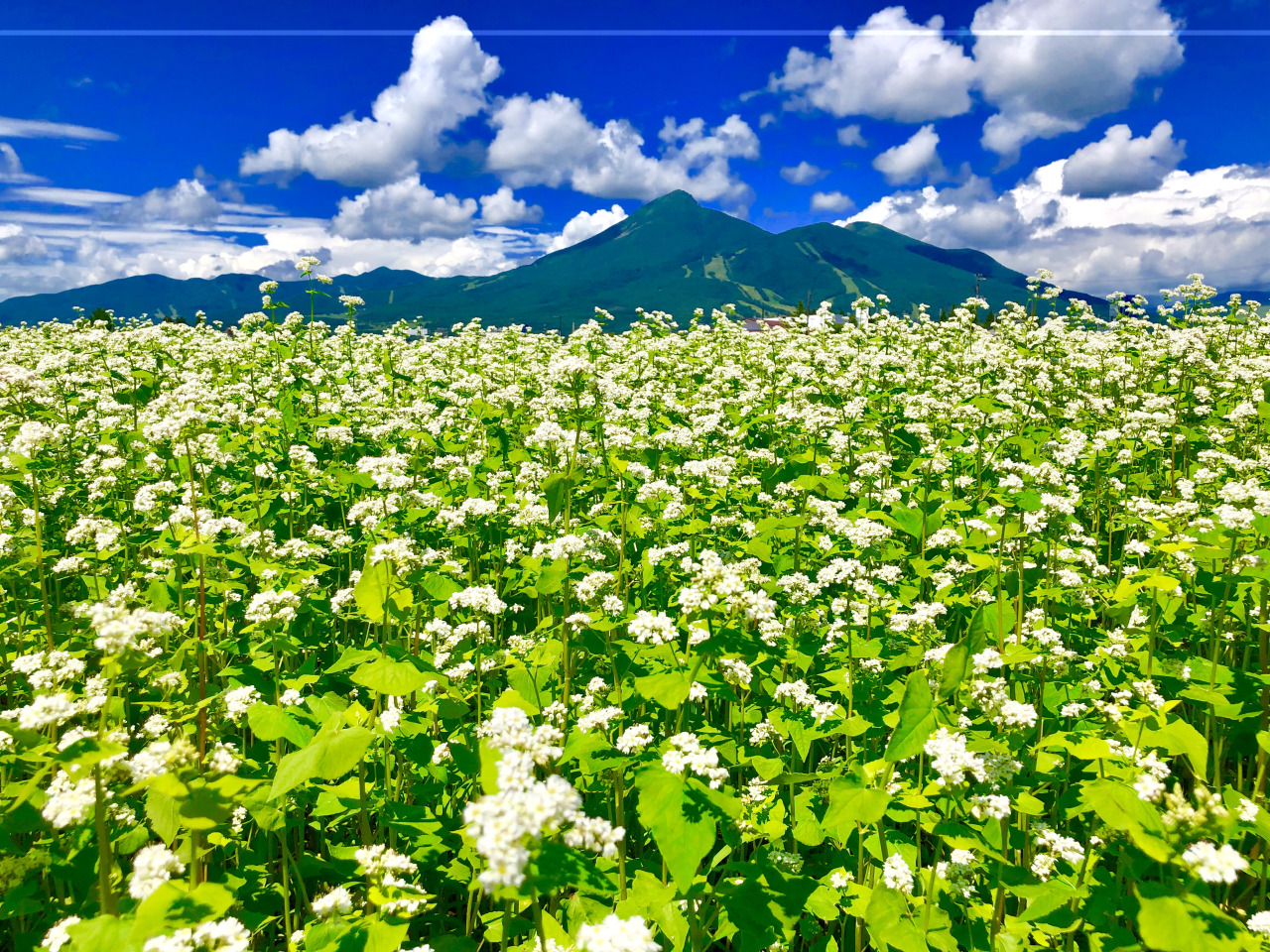そば畑と磐梯山
