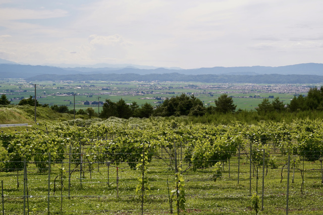 [ Undefined: spot-title-plain ]