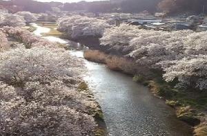 川の両端に白い花が咲き誇っている桜並木を上空から撮影した写真