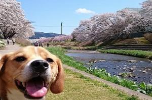 犬が左下に大きく映っていおり、背景に川とその両岸に桜が咲き誇っている桜並木がある光景の写真