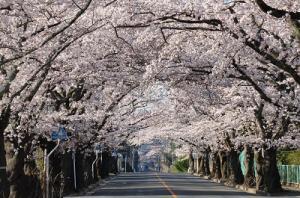 富岡町にある桜の並木道が写っている写真
