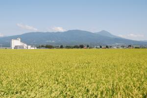 青空と一面に稲がなった田があり奥に山が見える写真