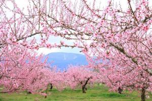 空を覆うように咲く桃の花の写真