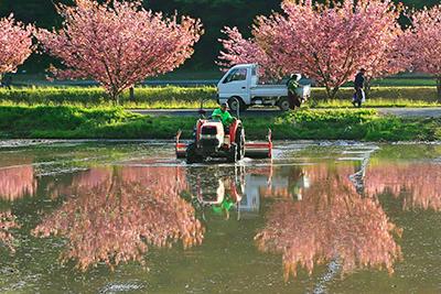 田植機で田植えをしている田んぼと、奥に満開の桜が立ち並んでいる光景の写真