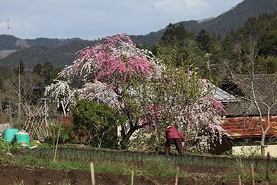 手前に畑と作業をしている人がおり、中央に濃い桃色と薄い桃色の花が入り混じっている桜の木が写っている様子の写真