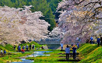 小川の両脇に桜が咲き誇っており、多くの人でにぎわっている様子の写真