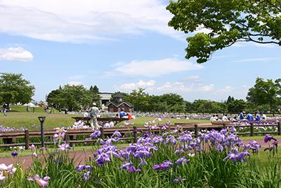 青空の下に広がる公園で様々な人が憩いの時間を過ごしており、手前には紫色の花が咲いている様子の写真