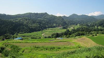 道沿いに広がる緑一杯の畑や平原、そして奥にたたずむ山の写真