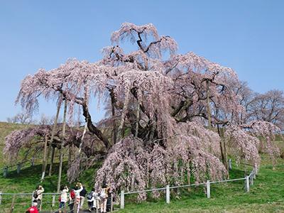 花を無数に咲かせている三春滝桜と、それを撮影してる観光客の写真
