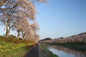 青空のもと、桜並木が延々と続いている河原の様子の写真
