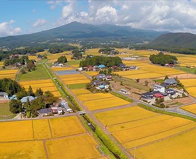 天気の良い日、遠くに山々が連なり、手前には黄金に輝く稲穂畑と民家が見える上空から撮影した写真