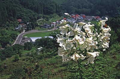 手前には白い花が大きく映っており、遠くには四方を山に囲まれた集落が写っている写真