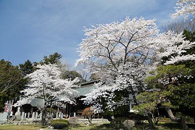 神社を背景にした満開の桜の写真